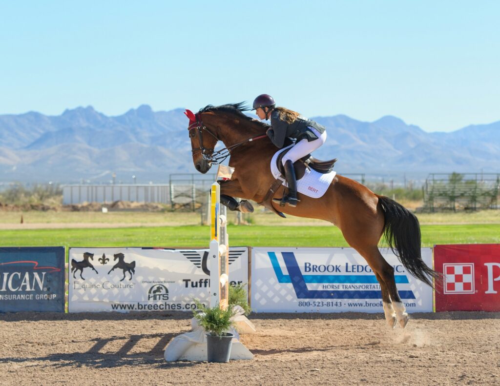 show jumping horses for sale